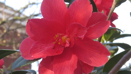 Brian 2 Camellia