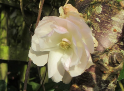Brian 5 Rose in February