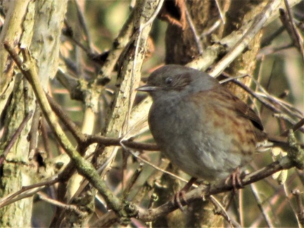 Brian 6 Dunnock