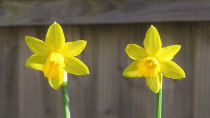 Brian 7 Daffodil