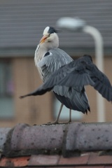 Dave 1