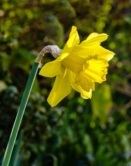 IanH-Plants-1