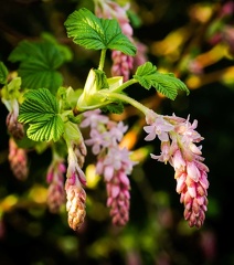 IanH-Plants-2