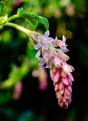 IanH-Plants-3