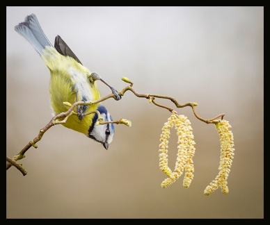 Julie 1.Blue Tit