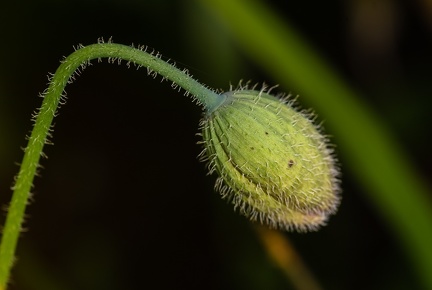 IH 2 - Poppy Head After