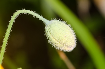 IH 1 -  Poppy Head Before