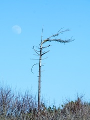 IH 3 - Tree and Moon - Before