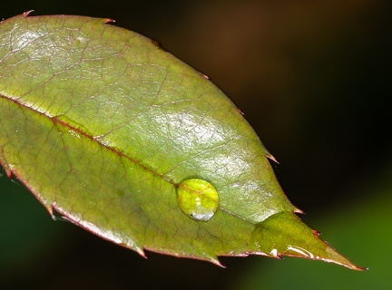IH - Droplet on Leaf
