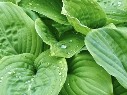 JimH 1 - After watering