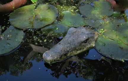 Brian 4 - Some people have a frog