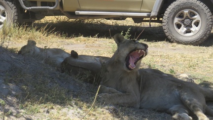 Brian 4 - Lion Before