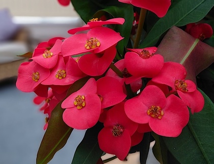 SteveB 2 - Euphorbia