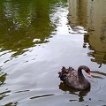 SteveB 3 - Swan
