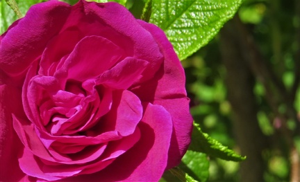 Brian 3 - Rose