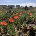 Jim4 Wild Poppies