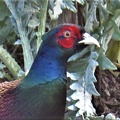 Brian 4 - Pheasant