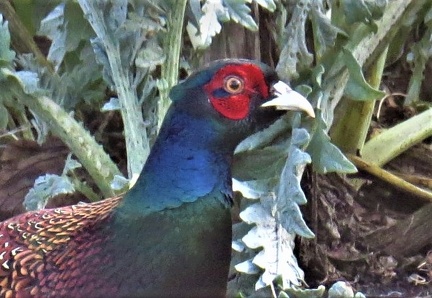 Brian 4 - Pheasant