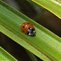 Brian 5 - Ladybird