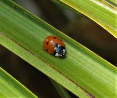 Brian 5 - Ladybird