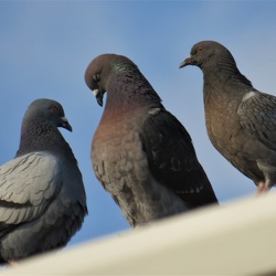 2020-06 Birds