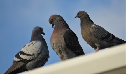 Brian 1 - Pigeons