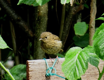 Brian 2 - Robin?