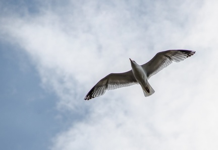 IanH 1 - Gull