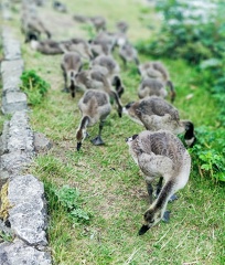 IanH 2 - Geese and Goslings