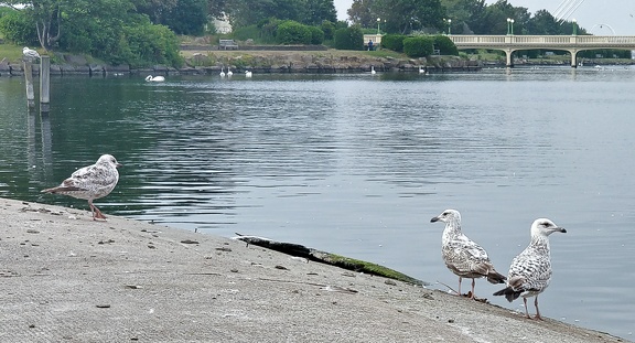 IanH 3 - Gulls on Marine Lake