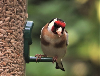 Brian 4 - Goldfinch