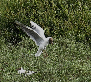 Brian 5 - Black Headed Gull