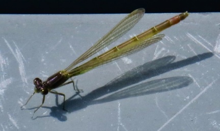 Brian 2 - Damselfly