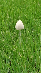 IanH-2 Shroom and Grass