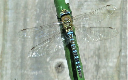 Brian 4 - Male Migrant Hawker Dragonfly