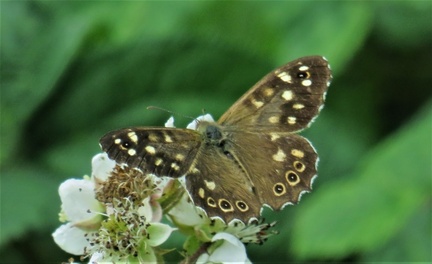 Brian 5 - Speckled Wood