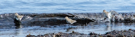 IH 3 - Wings and Waves