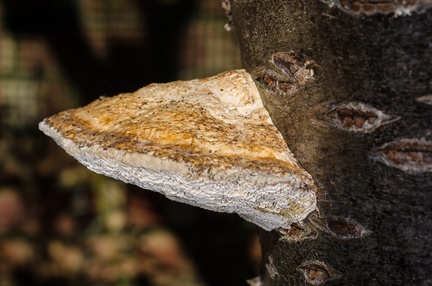 IH6 - Plate fungus