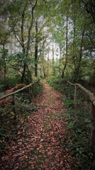 Brian 3 - Mere Sands Wood