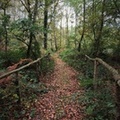 Brian 3 - Mere Sands Wood