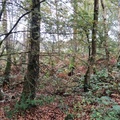 Brian 4 - Mere Sands Wood