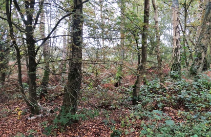 Brian 4 - Mere Sands Wood