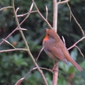 Brian 5 - Mere Sands Wood