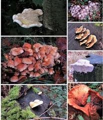 Brian 6 - Fungii at Mere Sands Wood
