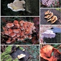 Brian 6 - Fungii at Mere Sands Wood