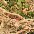 IanMc 1