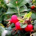 RodW(3) Rosehips 17Oct20