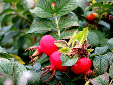 RodW(3) Rosehips 17Oct20
