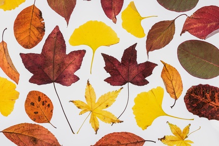 Julie - Autumn leaves