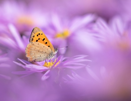 Julie - Small Copper b 3897